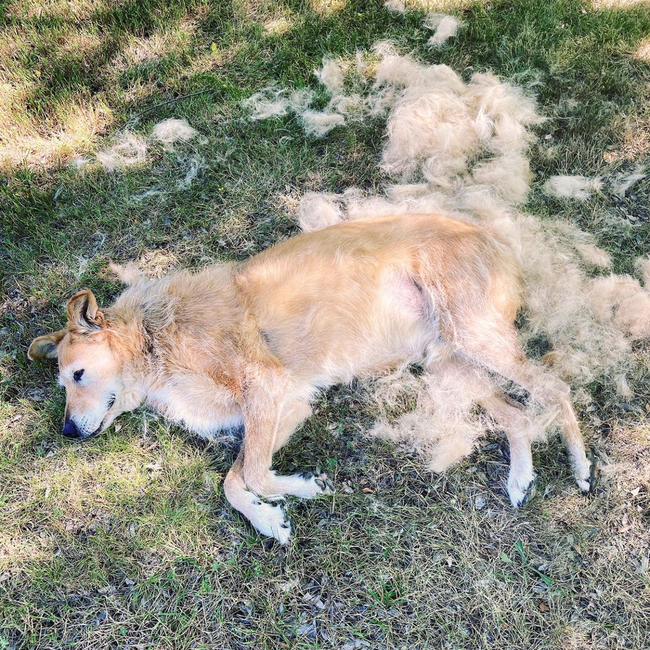 Why Does My Dog Shed So Much? - Whole Dog Journal