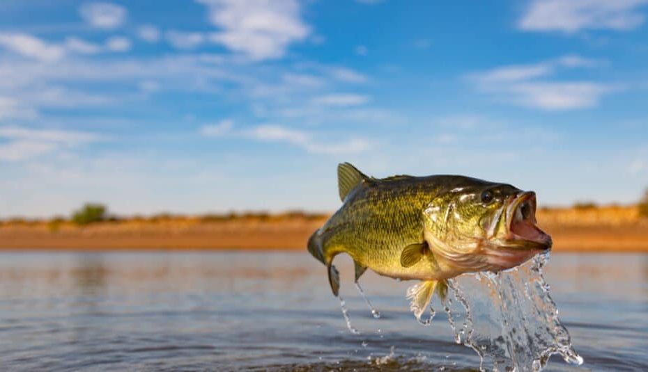 Discover The Largest Largemouth Bass Ever Caught In Maine! - Az Animals
