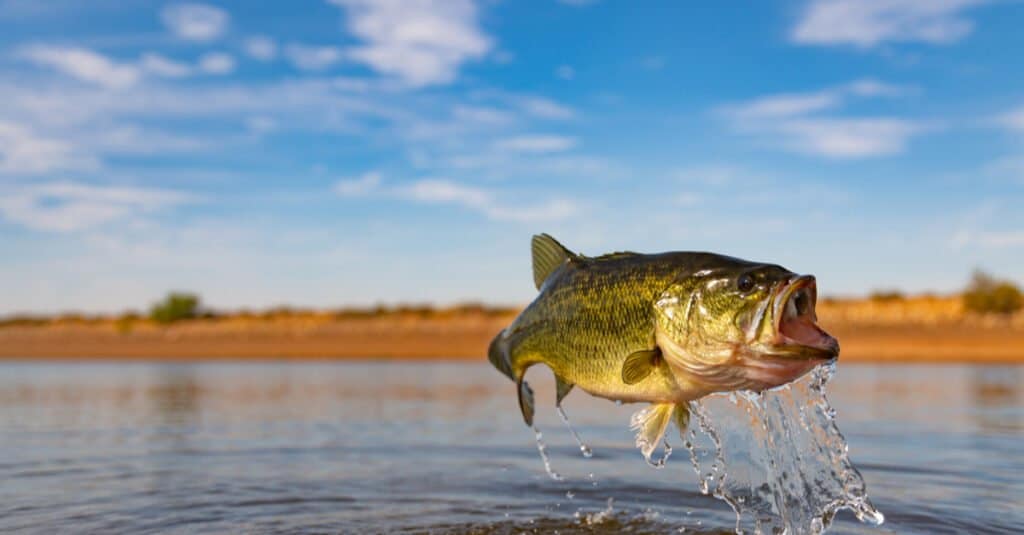 Discover The Largest Largemouth Bass Ever Caught In Maine! - Az Animals