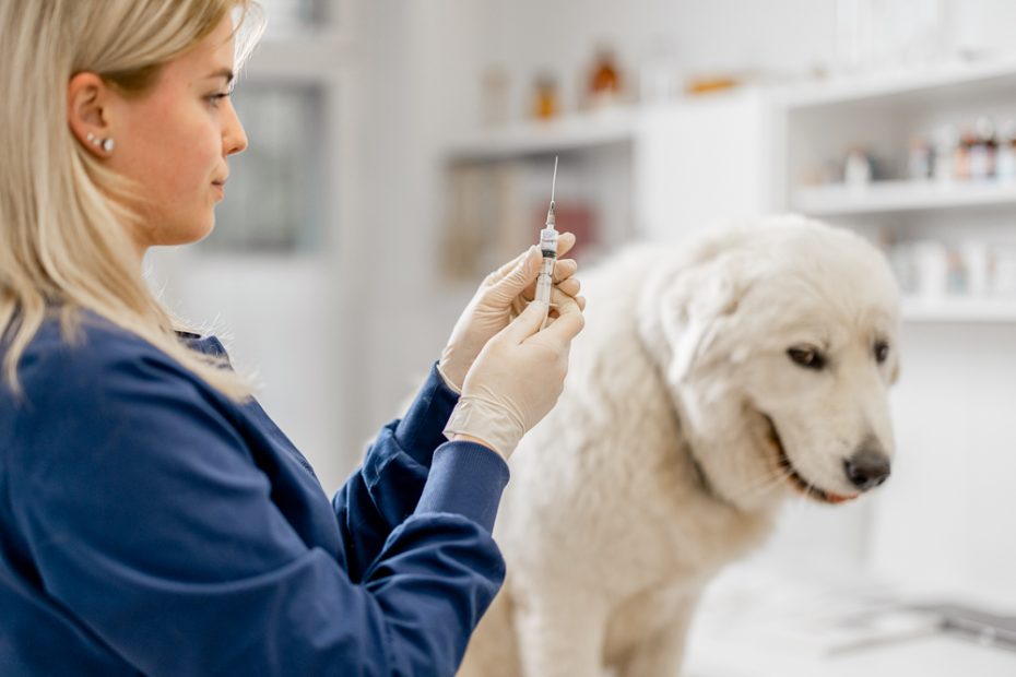 Titer Testing: An Alternative To Annual Vaccinations For Your Dog · The  Wildest