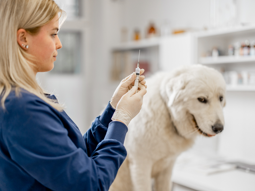 Titer Testing: An Alternative To Annual Vaccinations For Your Dog · The  Wildest