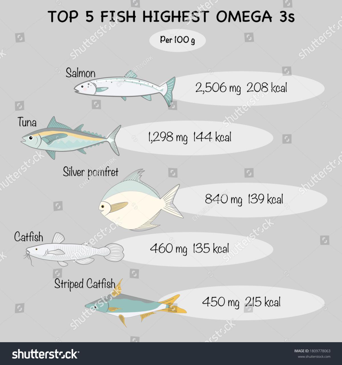 Top 5 Fish Highest Omega 3 Stock Vector (Royalty Free) 1809778063 |  Shutterstock