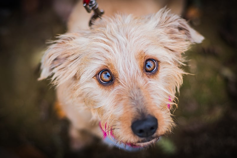 Are Mixed Breed Dogs Healthier? Faqs Answered | Aspca Pet Health Insurance