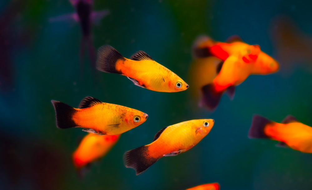 Care Guide For Platy Fish – Feeding, Breeding, And Tank Mates – Aquarium  Co-Op
