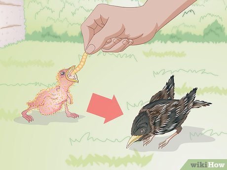 How To Feed Wild Baby Birds (With Pictures) - Wikihow