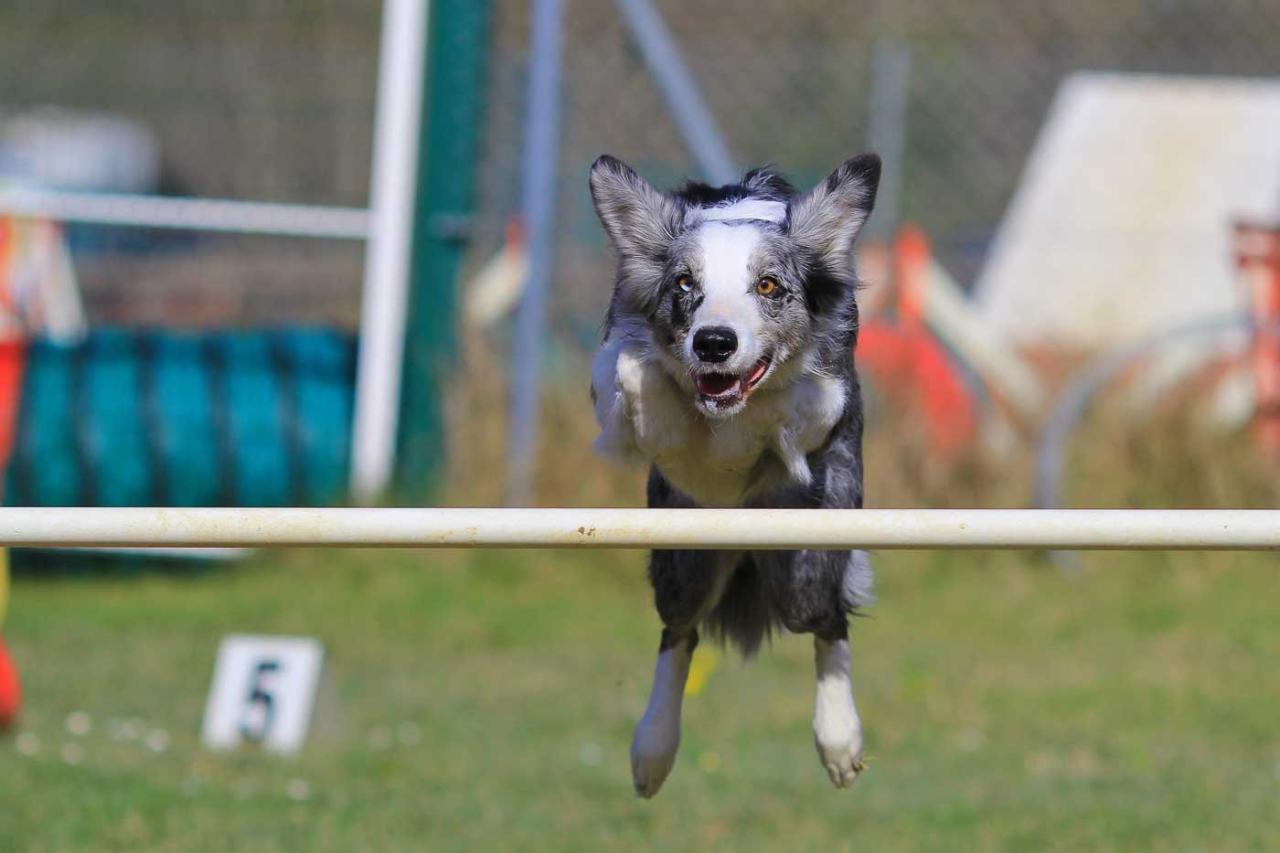 How Many Jump Cues Do You Need For Your Agility Dog? [Template] — Aginotes