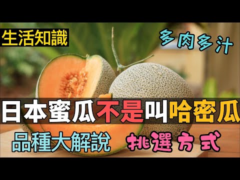 日本蜜瓜和哈密瓜傻傻分不清？！日本哈密瓜種類＆何挑小技巧完全介紹